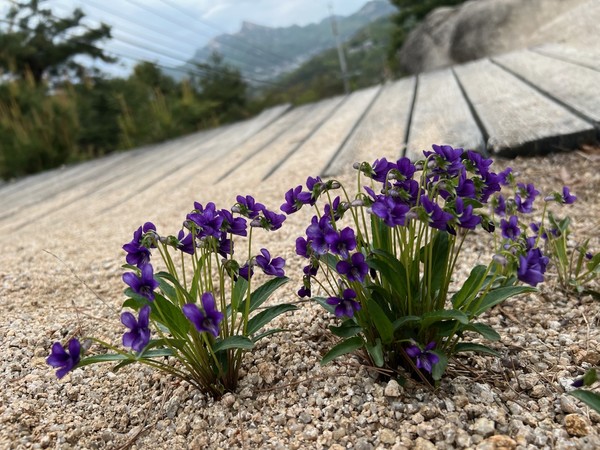 ▲ 제비꽃을 제대로 보기 위해서는 겸손한 사람이 되어야 한다.